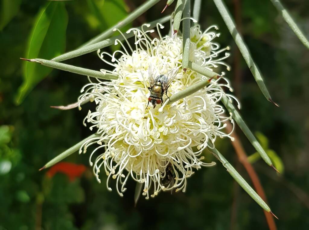 Fly on Needlewood (Hakea leucoptera), Alice Springs NT