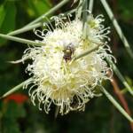 Fly on Needlewood (Hakea leucoptera), Alice Springs NT