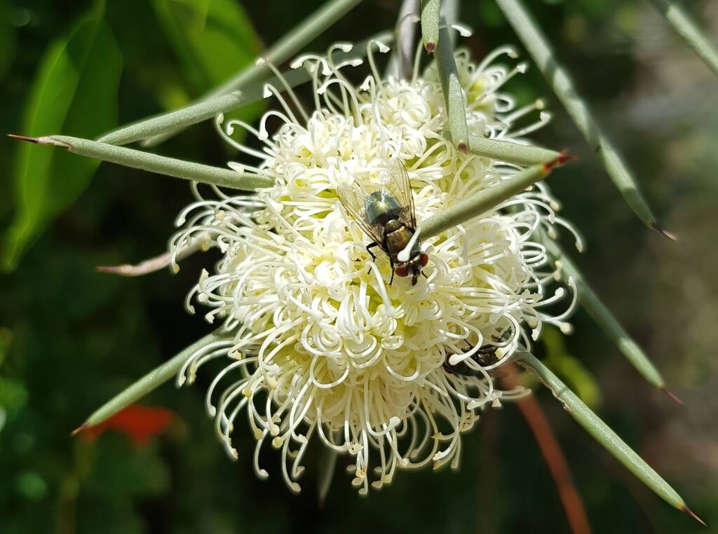 Fly on Needlewood (Hakea leucoptera), Alice Springs NT