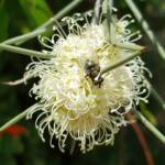 Fly on Needlewood (Hakea leucoptera), Alice Springs NT