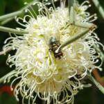 Fly on Needlewood (Hakea leucoptera), Alice Springs NT