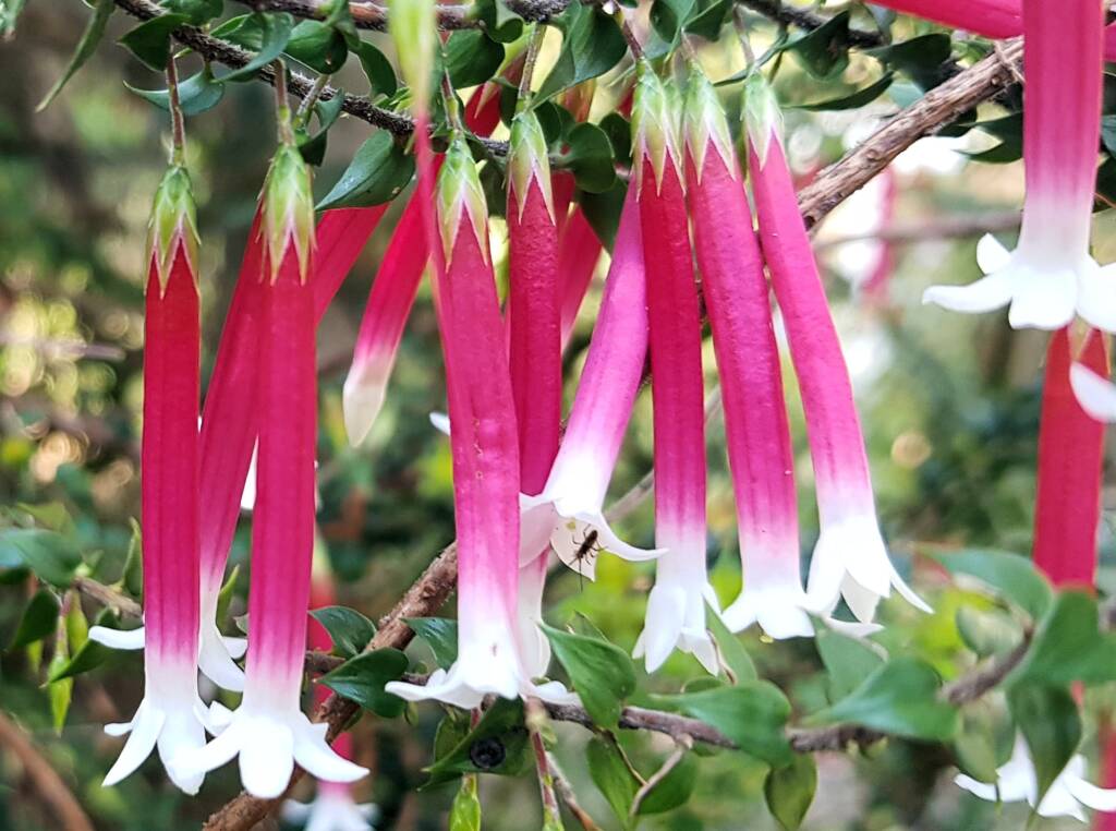 Fuchsia Heath (Epacris longiflora), Stony Range Regional Botanic Garden, Dee Why NSW