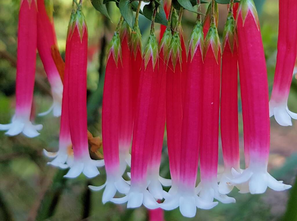 Fuchsia Heath (Epacris longiflora), Stony Range Regional Botanic Garden, Dee Why NSW