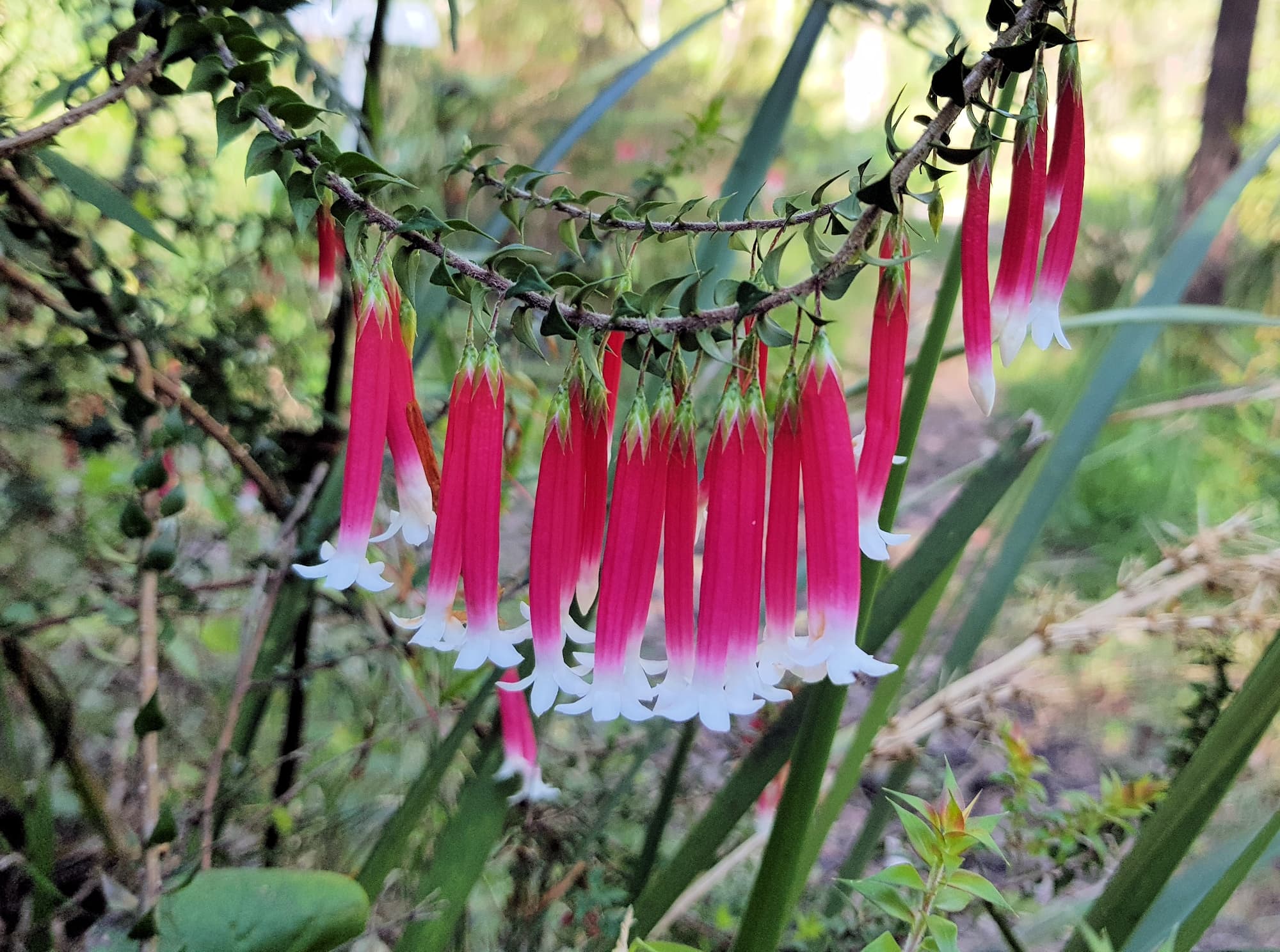 Fuchsia Heath (Epacris longiflora), Stony Range Regional Botanic Garden, Dee Why NSW