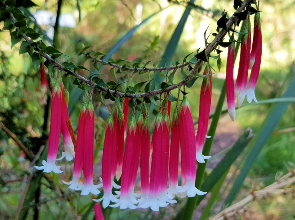 Fuchsia Heath (Epacris longiflora), Stony Range Regional Botanic Garden, Dee Why NSW