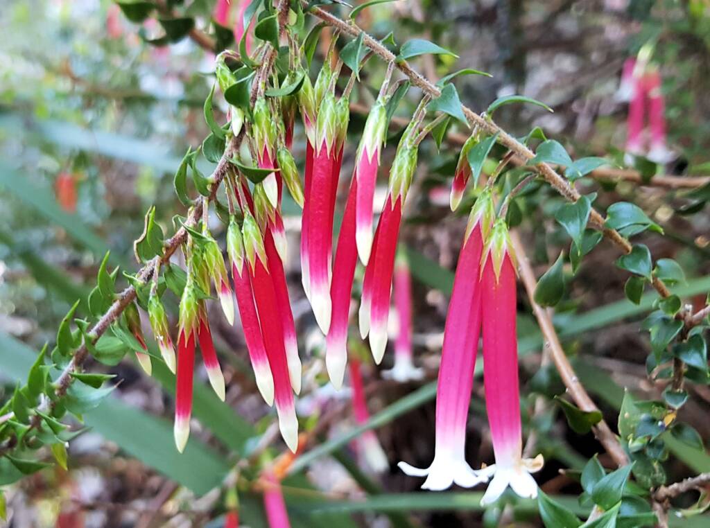 Fuchsia Heath (Epacris longiflora), Stony Range Regional Botanic Garden, Dee Why NSW