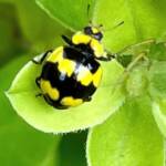 Fungus-eating Ladybird (Illeis galbula), Roma QLD © Dianne Bickers