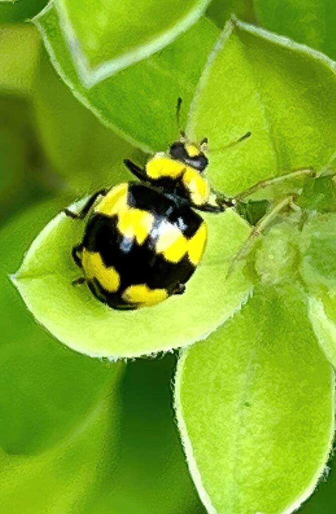 Fungus-eating Ladybird (Illeis galbula), Roma QLD © Dianne Bickers