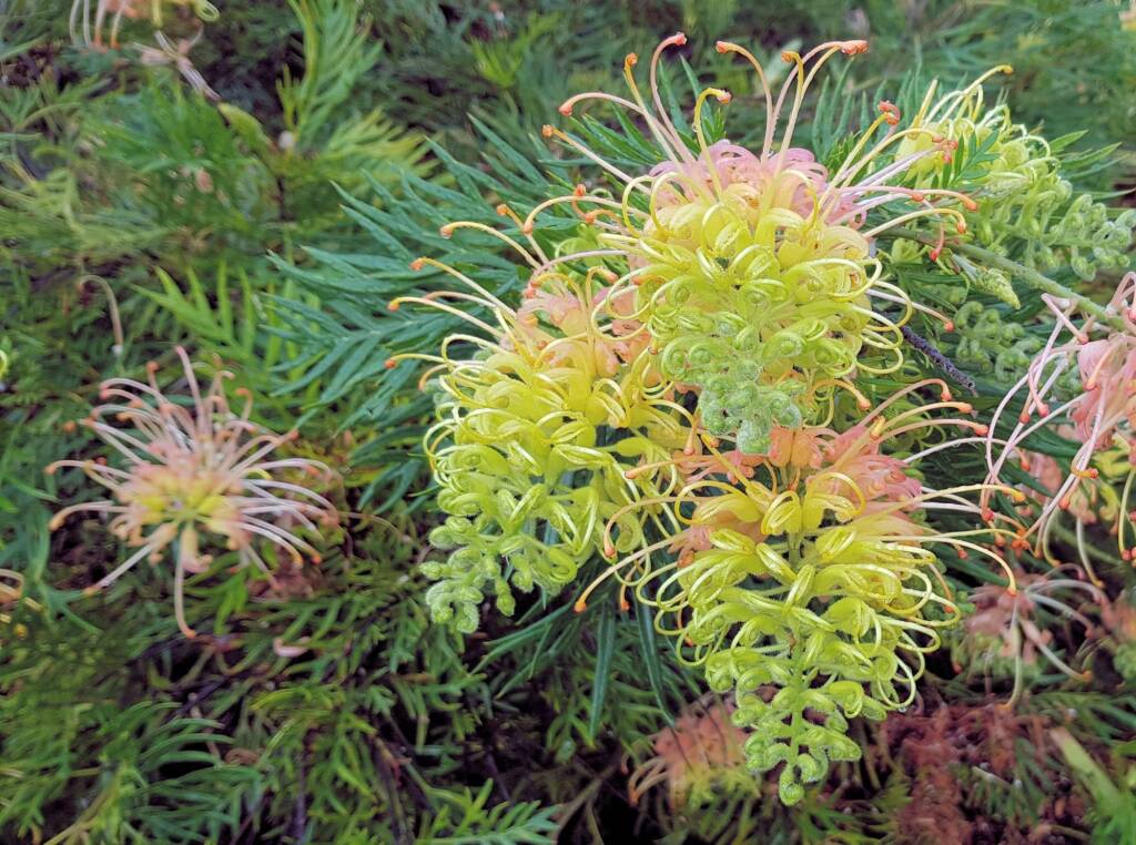 Grevillea “Peaches and Cream”, Dee Why, Northern Beaches NSW