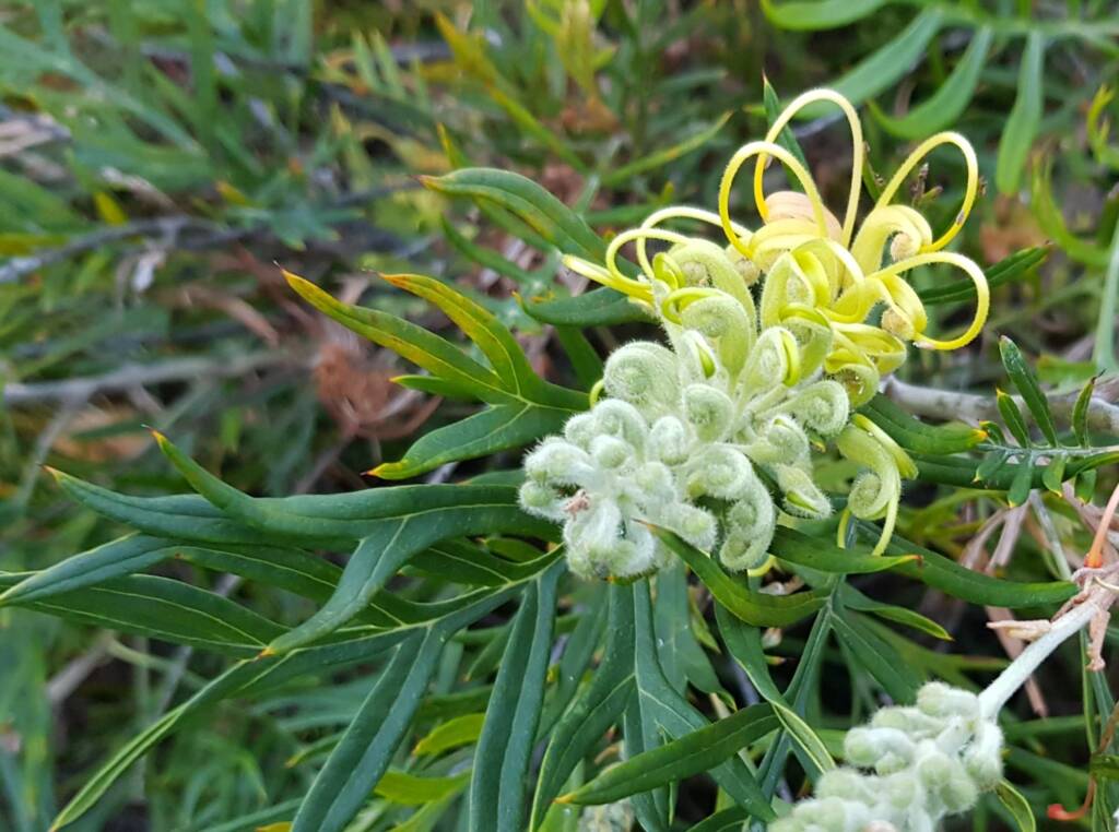 Grevillea “Peaches and Cream”, Dee Why, Northern Beaches NSW