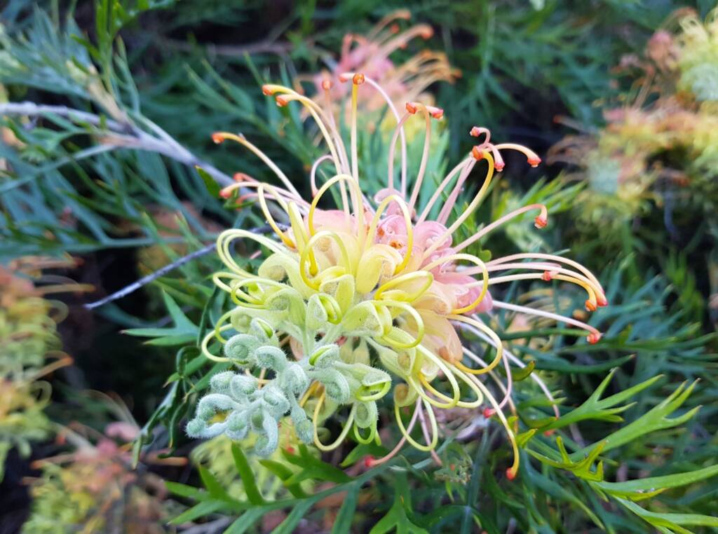 Grevillea “Peaches and Cream”, Dee Why, Northern Beaches NSW