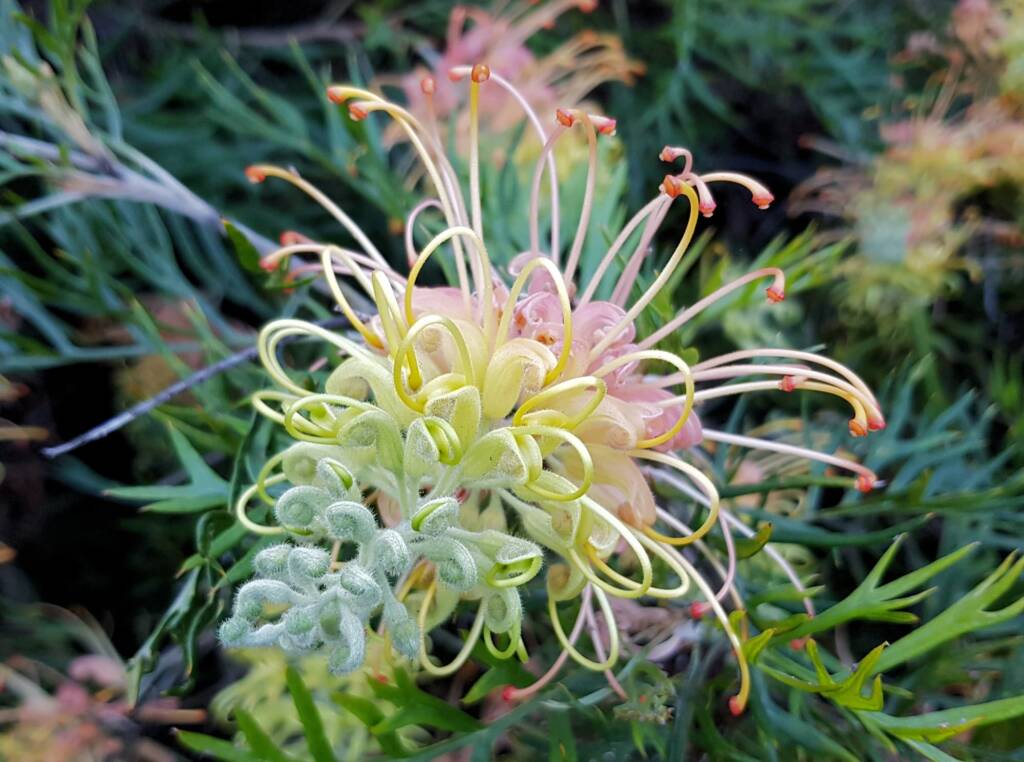 Grevillea “Peaches and Cream”, Dee Why, Northern Beaches NSW