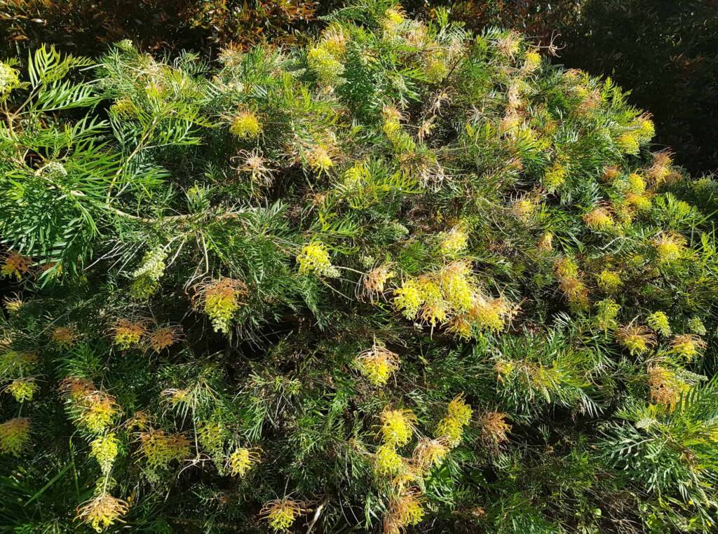 Grevillea “Peaches and Cream”, Dee Why, Northern Beaches NSW