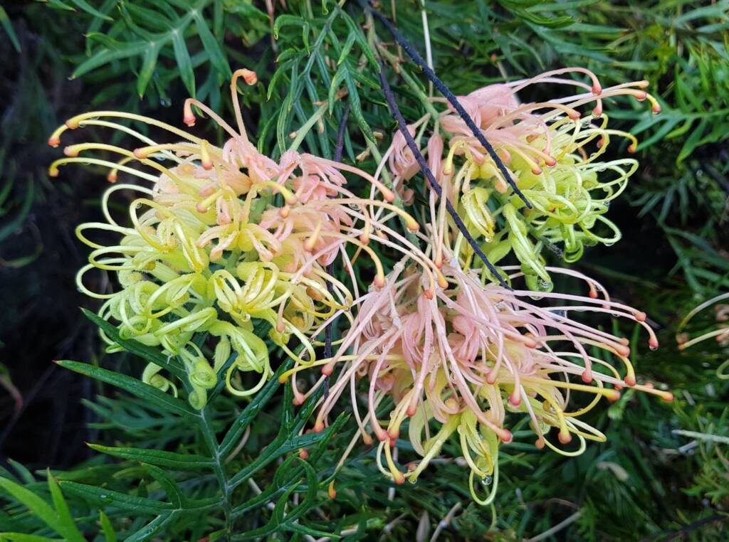 Grevillea “Peaches and Cream”, Dee Why, Northern Beaches NSW
