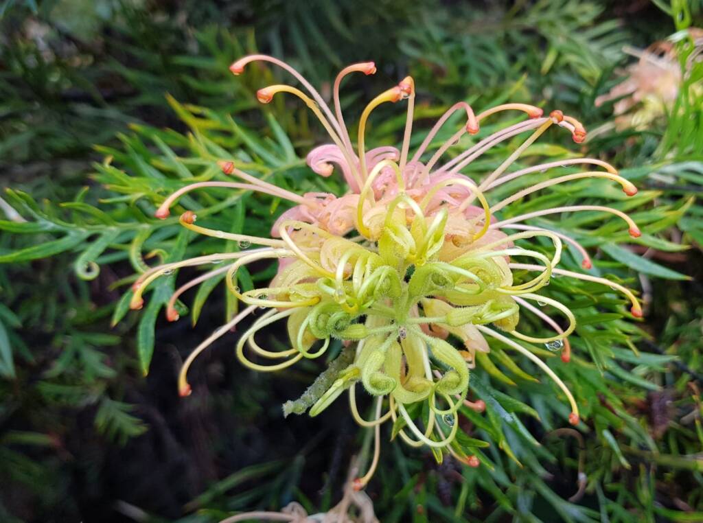 Grevillea “Peaches and Cream”, Dee Why, Northern Beaches NSW