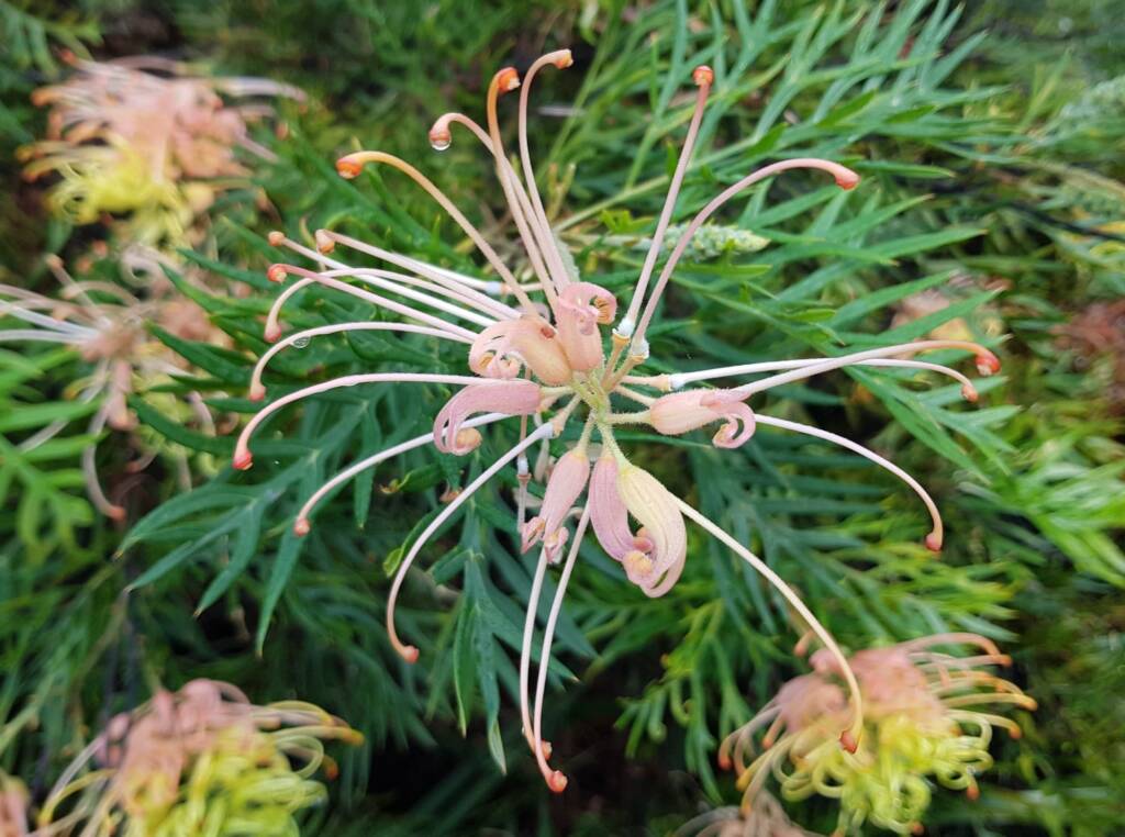 Grevillea “Peaches and Cream”, Dee Why, Northern Beaches NSW