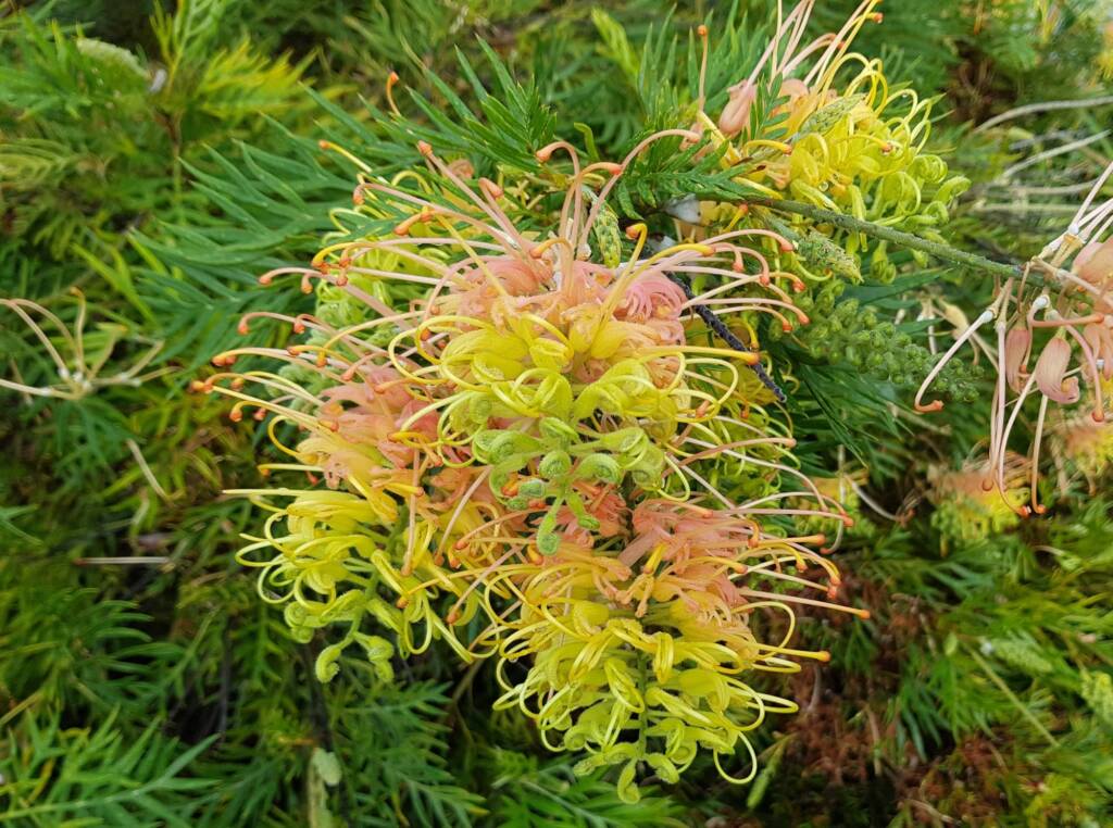 Grevillea “Peaches and Cream”, Dee Why, Northern Beaches NSW