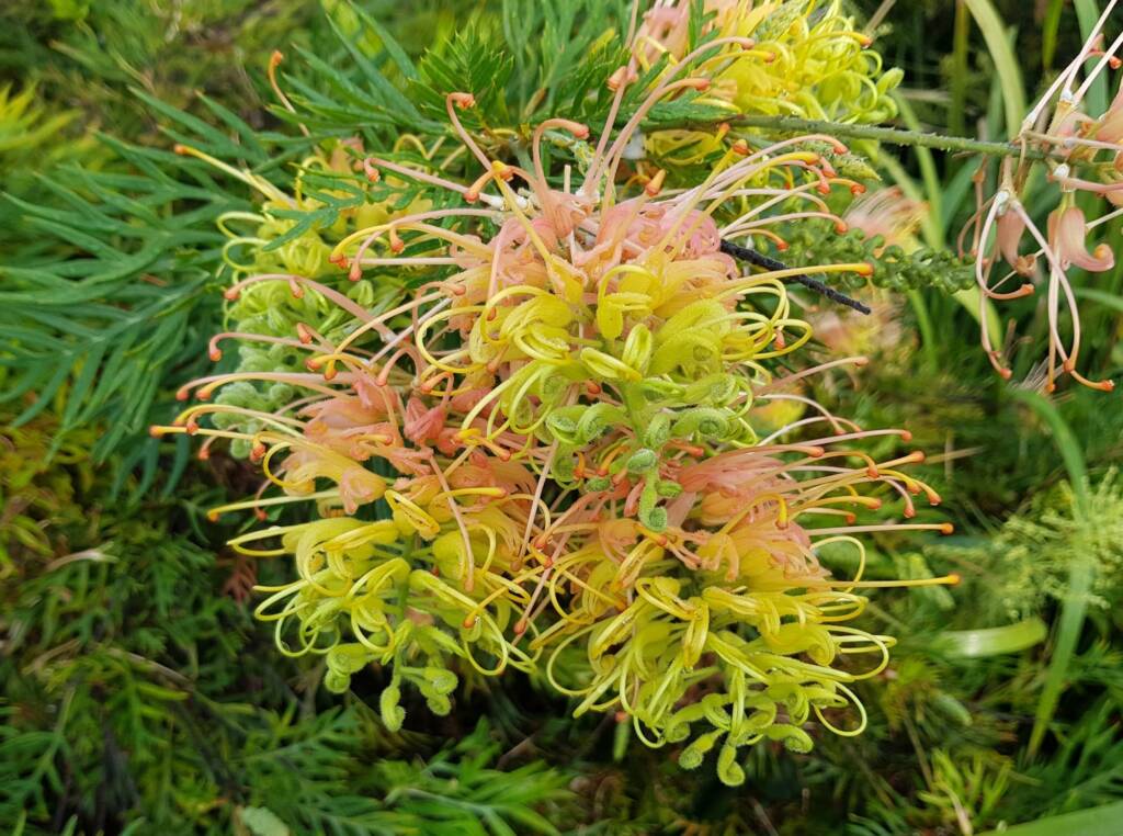 Grevillea “Peaches and Cream”, Dee Why, Northern Beaches NSW