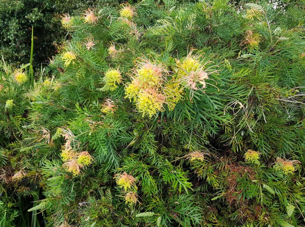 Grevillea “Peaches and Cream”, Dee Why, Northern Beaches NSW