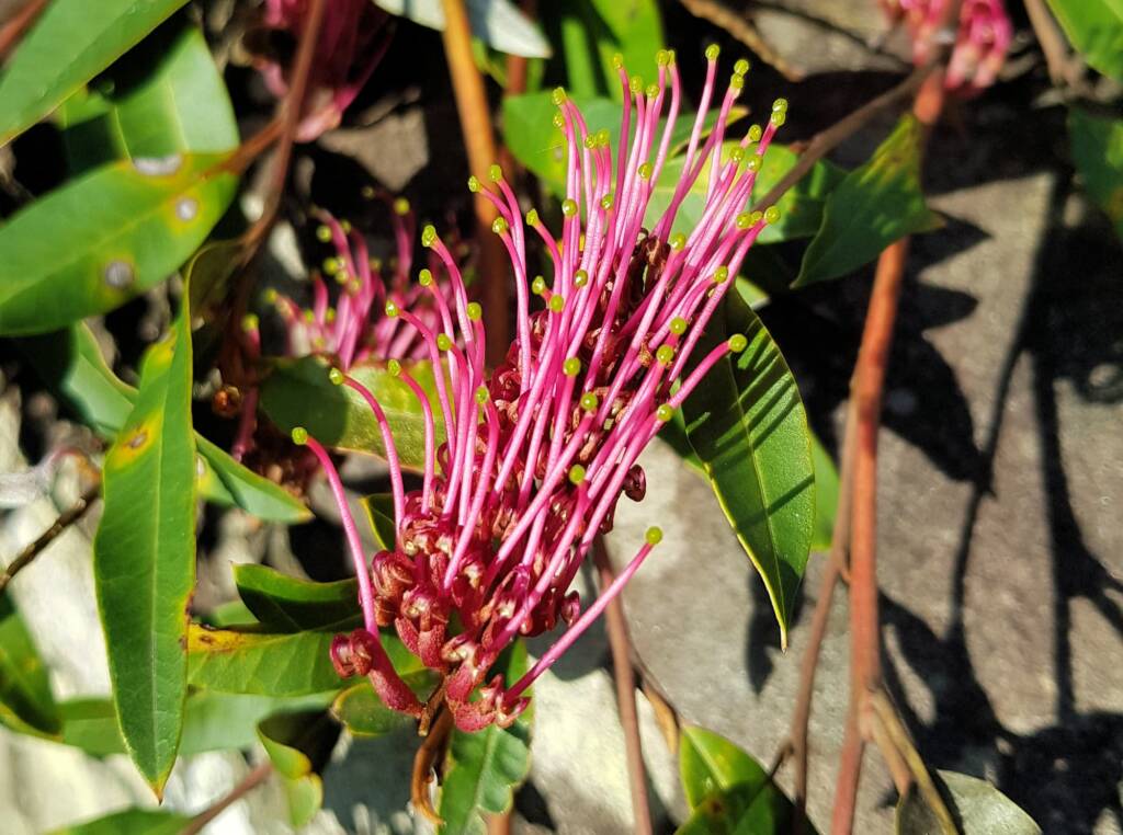 Grevillea cv “Poorinda Royal Mantle”, Dee Why, Northern Beaches NSW
