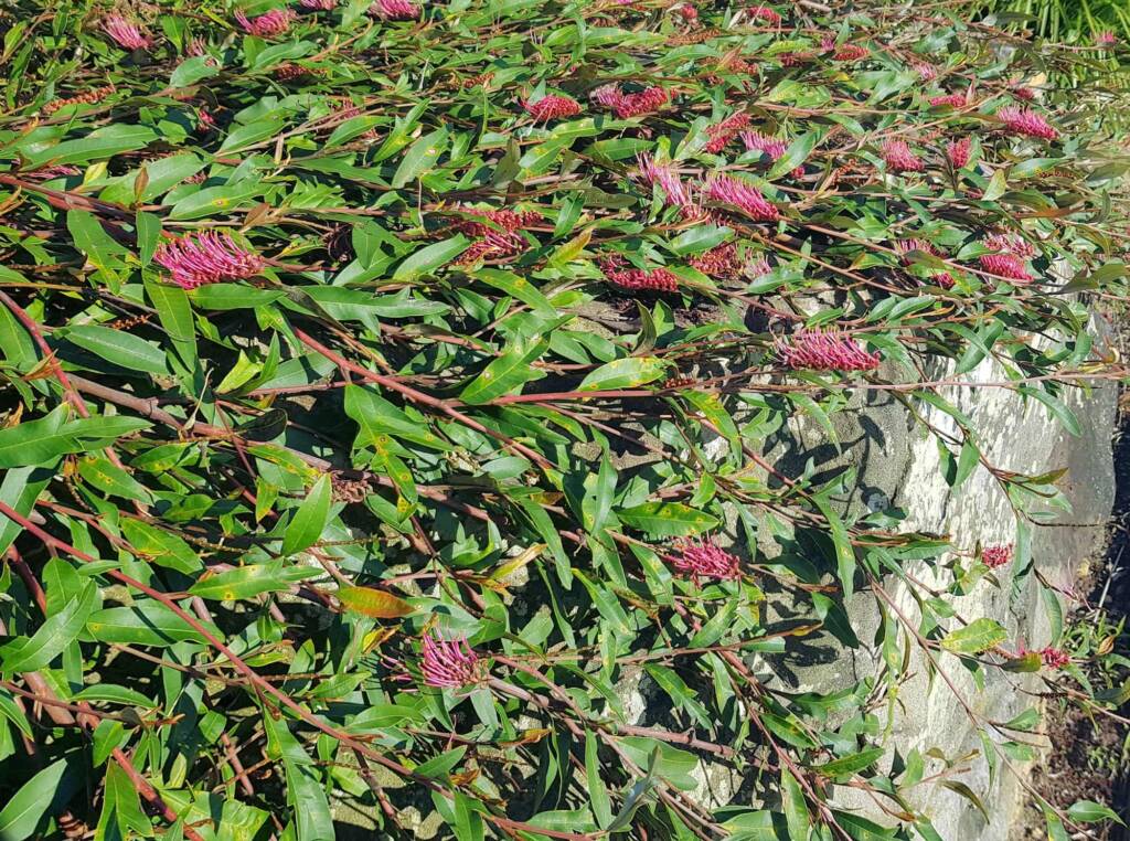 Grevillea cv “Poorinda Royal Mantle”, Dee Why, Northern Beaches NSW