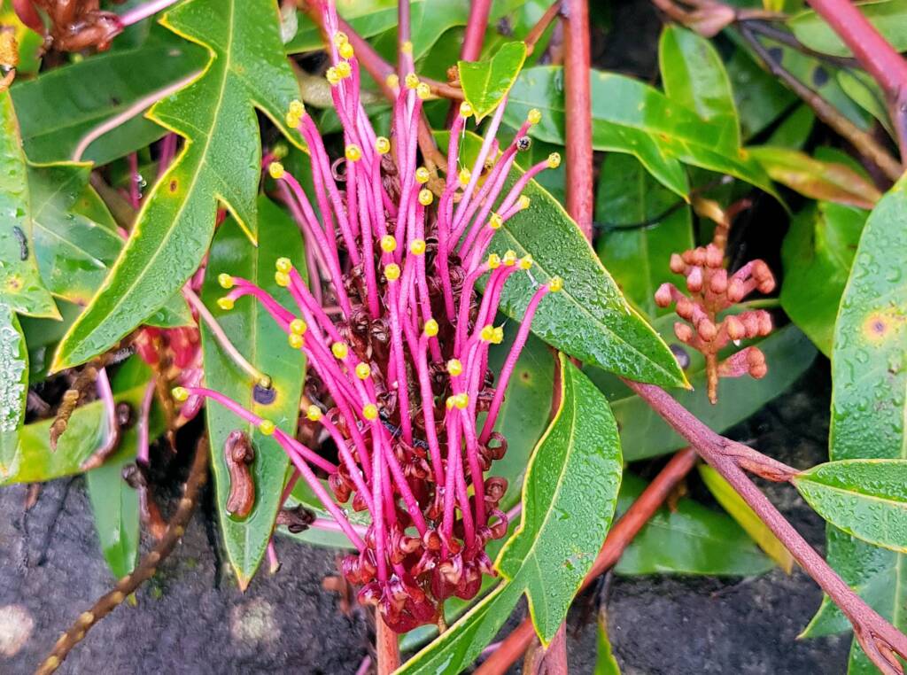Grevillea cv “Poorinda Royal Mantle”, Dee Why, Northern Beaches NSW
