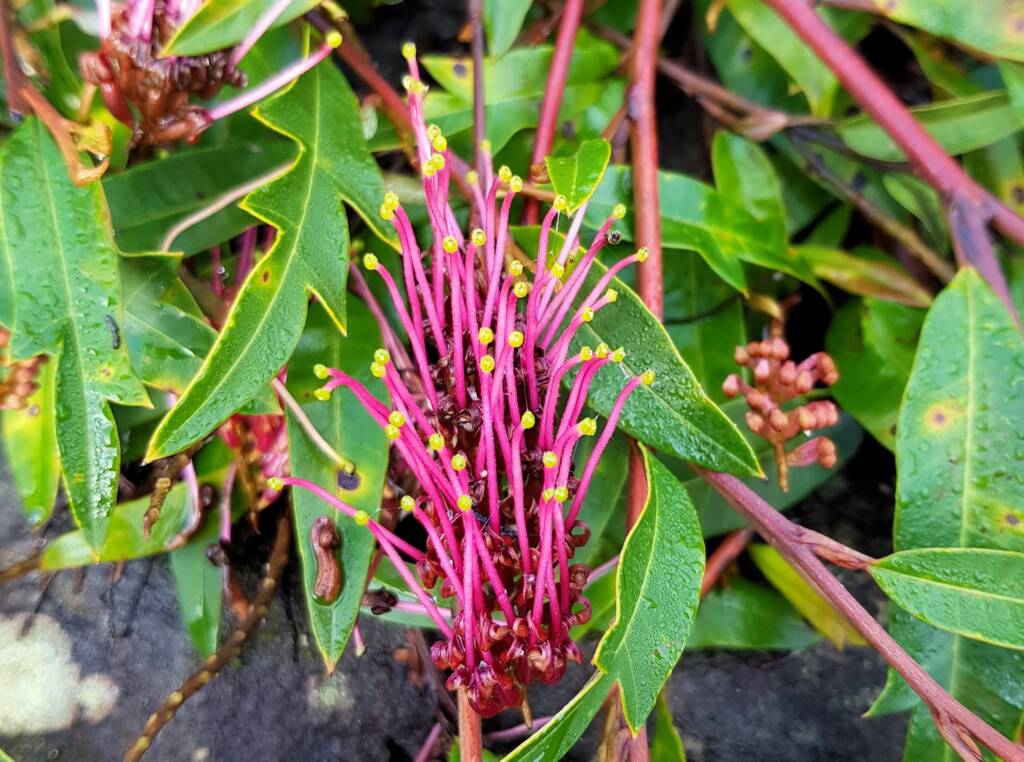 Grevillea cv “Poorinda Royal Mantle”, Dee Why, Northern Beaches NSW