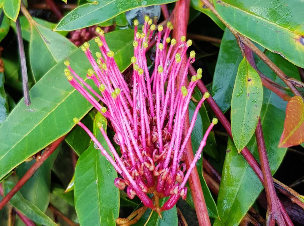 Grevillea cv “Poorinda Royal Mantle”, Dee Why, Northern Beaches NSW