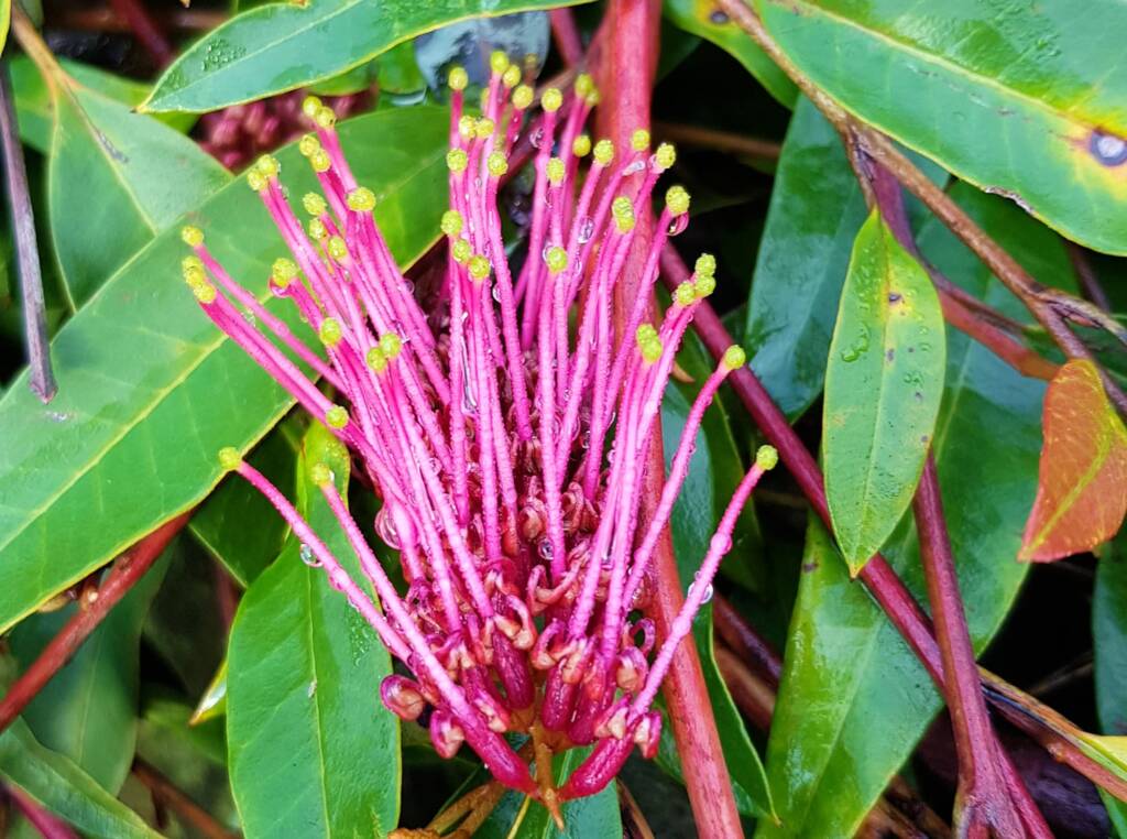 Grevillea cv “Poorinda Royal Mantle”, Dee Why, Northern Beaches NSW
