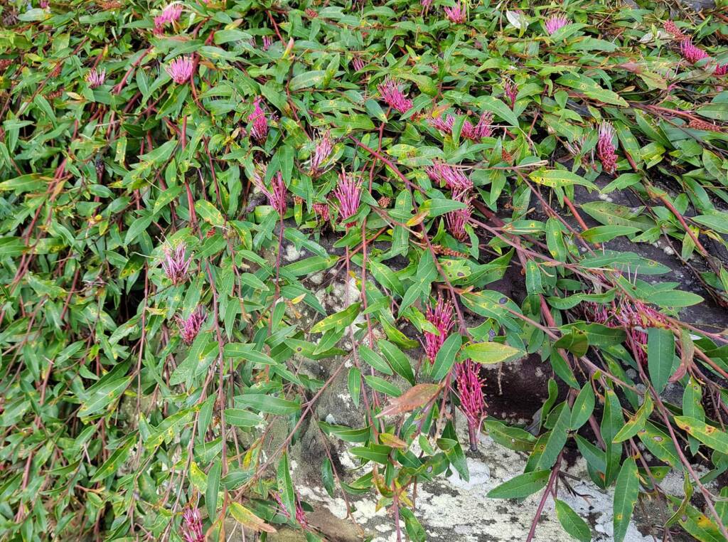 Grevillea cv “Poorinda Royal Mantle”, Dee Why, Northern Beaches NSW