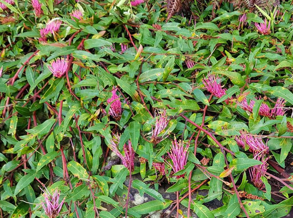 Grevillea cv “Poorinda Royal Mantle”, Dee Why, Northern Beaches NSW