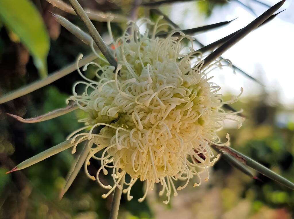 Needlewood (Hakea leucoptera), Alice Springs NT