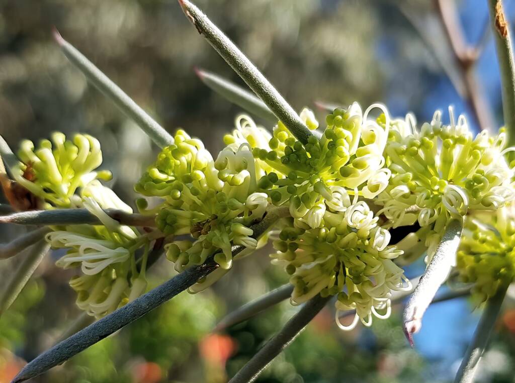 Needlewood (Hakea leucoptera), Alice Springs NT