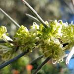 Needlewood (Hakea leucoptera), Alice Springs NT
