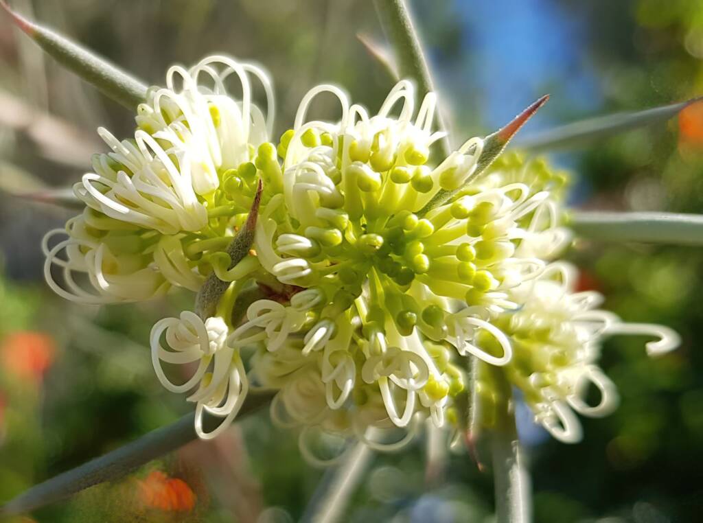 Needlewood (Hakea leucoptera), Alice Springs NT