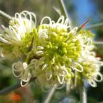 Needlewood (Hakea leucoptera), Alice Springs NT