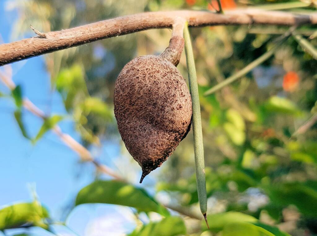 Needlewood seed pod (Hakea leucoptera), Alice Springs NT