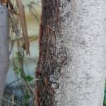 Needlewood bark (Hakea leucoptera), Alice Springs NT