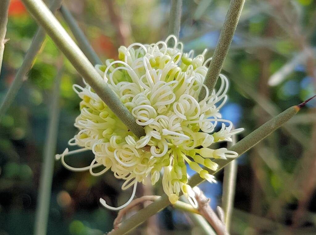 Needlewood (Hakea leucoptera), Alice Springs NT