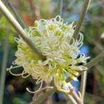 Needlewood (Hakea leucoptera), Alice Springs NT