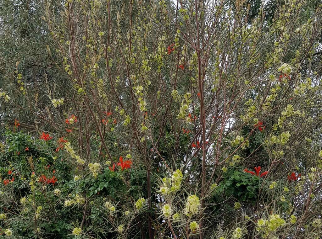 Needlewood (Hakea leucoptera), Alice Springs NT