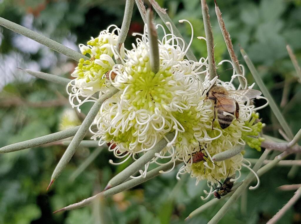 Needlewood (Hakea leucoptera) with European Honey Bee (Apis mellifera) and Soapberry Bug (Leptocoris sp), Alice Springs NT