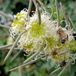 Needlewood (Hakea leucoptera) with European Honey Bee (Apis mellifera) and Soapberry Bug (Leptocoris sp), Alice Springs NT