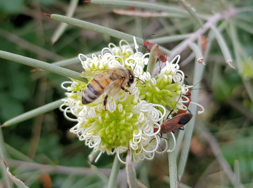 Needlewood (Hakea leucoptera) with European Honey Bee (Apis mellifera) and Soapberry Bug (Leptocoris sp), Alice Springs NT