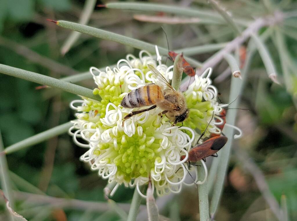 Needlewood (Hakea leucoptera) with European Honey Bee (Apis mellifera) and Soapberry Bug (Leptocoris sp), Alice Springs NT