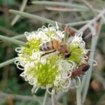 Needlewood (Hakea leucoptera) with European Honey Bee (Apis mellifera) and Soapberry Bug (Leptocoris sp), Alice Springs NT