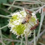 Needlewood (Hakea leucoptera) with European Honey Bee (Apis mellifera) and Soapberry Bug (Leptocoris sp), Alice Springs NT