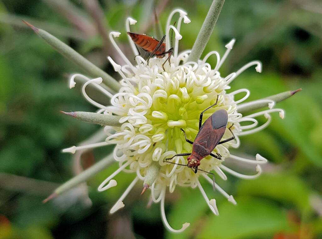 Needlewood (Hakea leucoptera) with Soapberry Bug (Leptocoris sp), Alice Springs NT
