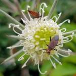 Needlewood (Hakea leucoptera) with Soapberry Bug (Leptocoris sp), Alice Springs NT