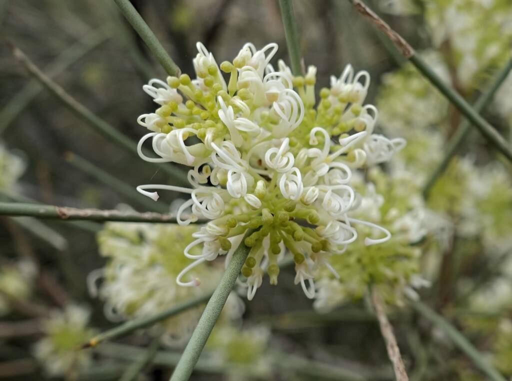 Needlewood (Hakea leucoptera), Olive Pink Botanic Garden, Alice Springs NT